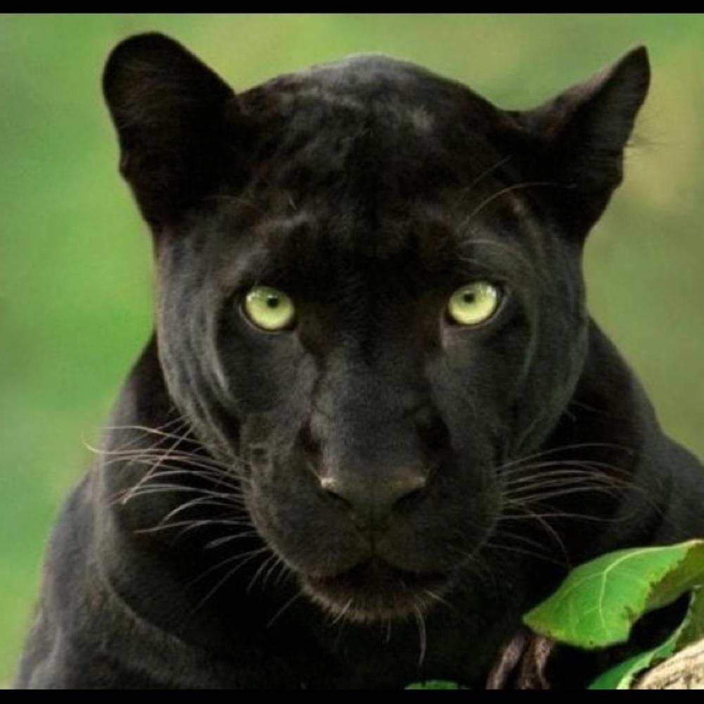 Meet your Posher, Racine